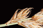 Clustered field sedge